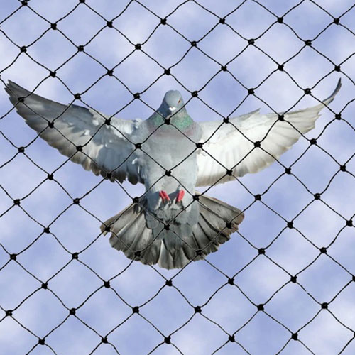 Pigeon Net Installation Services